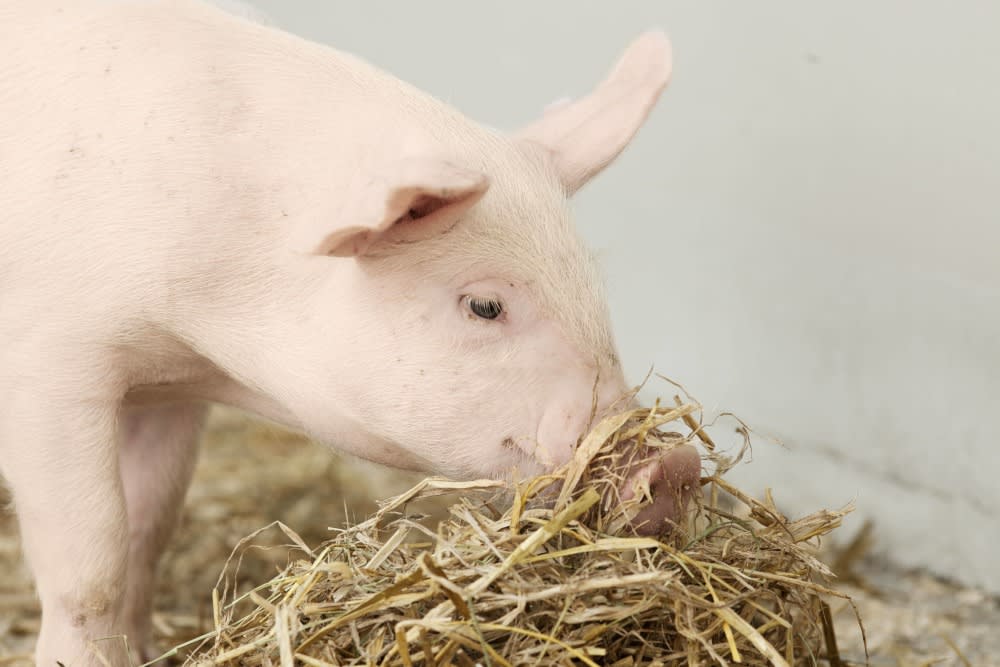 European pork from Denmark