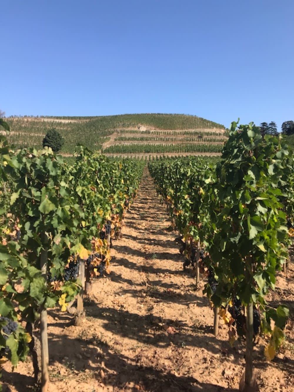 Rhône Valley vineyard