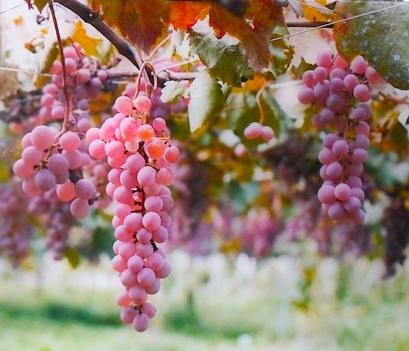 Koshu Wine Grapes