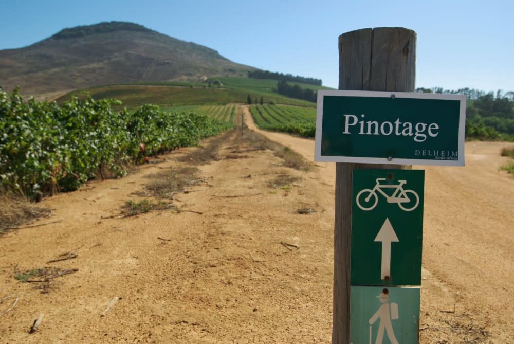 Pinotage vineyard
