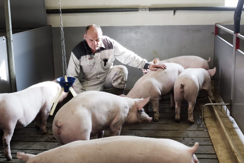 European pork from Denmark